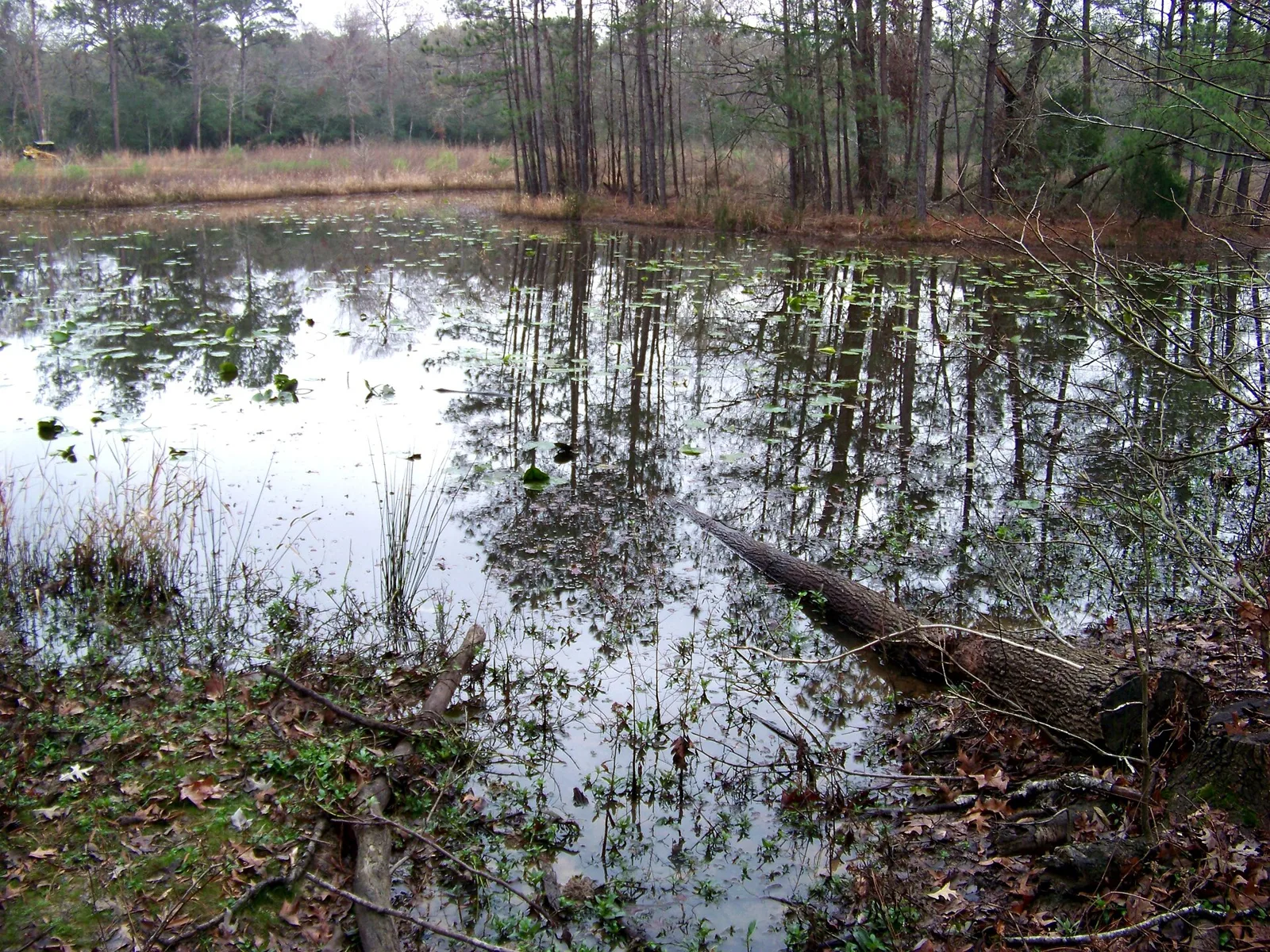 A still pond edged with reeds and tall trees at the Houston Arboretum and Nature Center